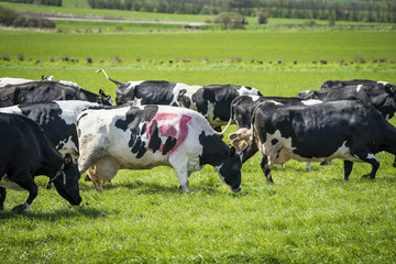 Wall Mural - Cow with the danish ecology quality stamp grazing