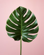 © Matthew Roharik - Tropical Foliage Monstera Leaf on Pale Pink Background