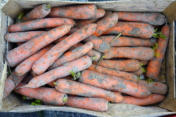 Wall Mural - Fresh organic carrots with dirt for sale at a farmers market