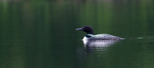 Common Loon On A Lake