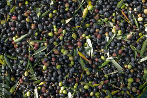 detail: hand picking olives from plants, green, black, beating, to obtain extra Poster