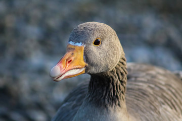 Canvas Print - greylag goose 1