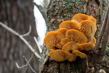 Orange Mushrooms In A Bark On A Tree