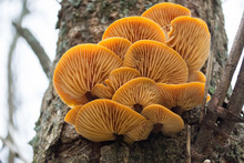 Orange Mushrooms In A Bark On A Tree
