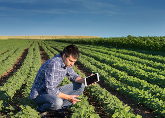 Wall Mural - Farmer with tablet in soybean field