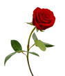 Leinwandbild Motiv Single beautiful red rose isolated on white background