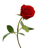 Fototapeta  - Single beautiful red rose isolated on white background