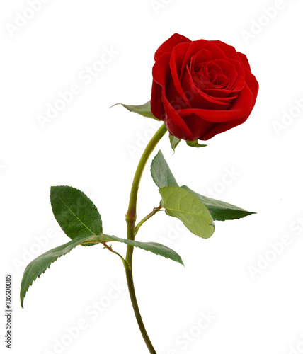 Photo Single beautiful red rose isolated on white background