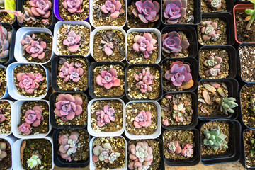 Sticker - Succulent plants