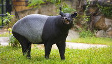 Malayan Tapir In Zoo.