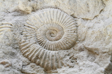 Wall Mural - ammonites fossil texture