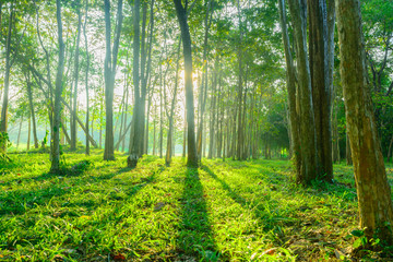 forest with sunlight background. Nature and outdoor background