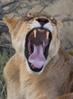 Lioness - Savuti region of Botswana