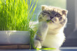 cute cat with funny face eating organic grass in day 