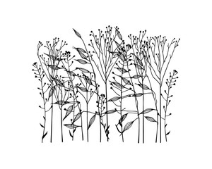 Hand drawn meadow grass