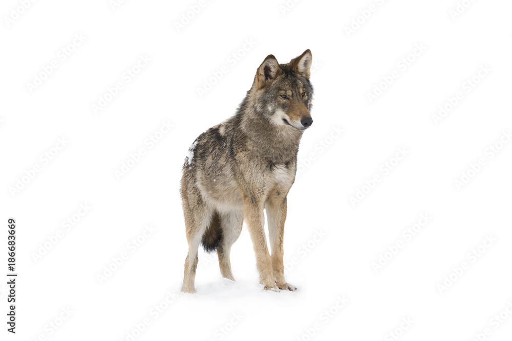 Obraz na płótnie gray wolf w salonie