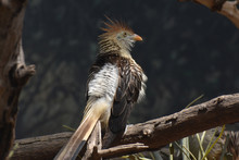 Crested Guira Cuckoo Bird On A Fallen Log