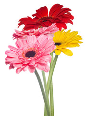 Sticker - four gerbera flowers on white background