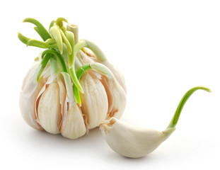 Poster - Garlic germinated