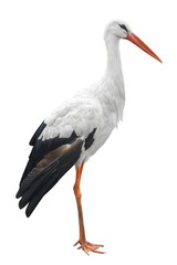 Sticker - stork