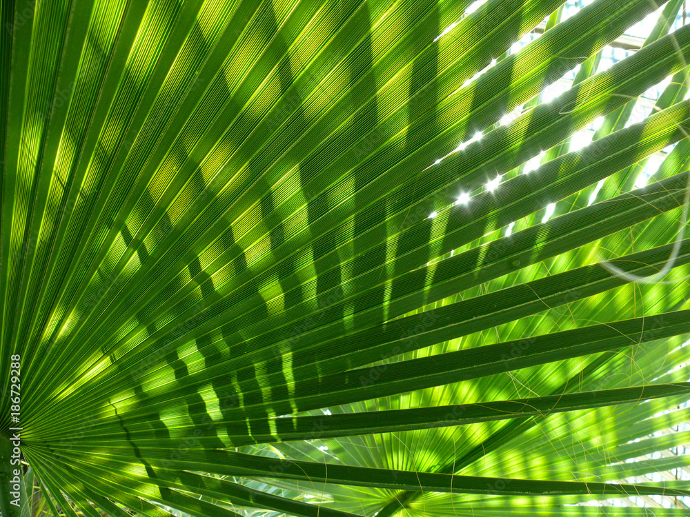 green shine palm leaf - obrazy, fototapety, plakaty 