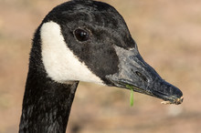 Canada Goose, Extreme Close-up Of Head, In Open Space Park, Albuquerque New Mexico