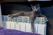 Cat of the breed Russian blue lies on the radiator