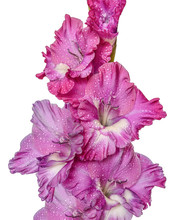 Beautiful Pink Gladiolus Flower With Water Droplets On Petals Close-up