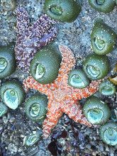 Sea Stars And Sea Anemone In Pacific Coast Tide Pool