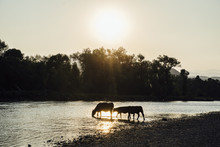 Silhouette Cows Drinking Water In Lake Against Sky During Sunset