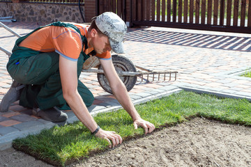 Wall Mural - Natural Grass Turf Professional Installer. Gardener Installing Natural Grass Turfs Creating Beautiful Lawn Field.