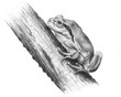 frog tree / digital painting