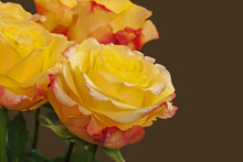 Chic Yellow Roses With A Pink Edge Close-up Isolated On Brown Background.