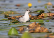 A chick of a whiskered tern sits on a water plants waiting for her parents