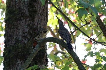 Canada Woodpecker 2