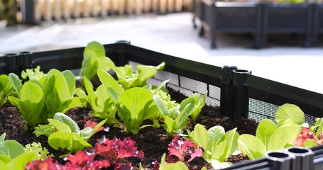 Sticker - Lettuce growing in small rack in garden