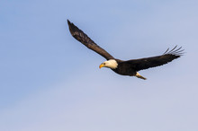Bald Eagle (Haliaeetus Albicilla) Flying, Mississippi River, Iowa, USA