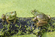Two American Bullfrogs (Lithobates Catesbeianus Or Rana Catesbeiana) Seating On Rotten Wood In A Lake Covered By Duckweed, Ledges State Park, Iowa, USA.