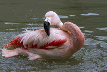 Chilean Flamingo (Phoenicopterus Chilensis) Washing And Preening, Captive.