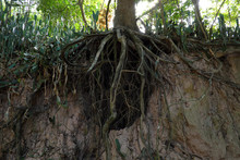 Tree With Twisted Roots.