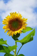 Wall Mural - close up on single sunflower blooming in front of blue sky