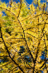 Rim light pine tree texture