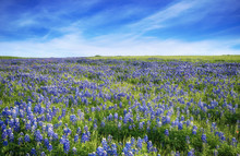 Texas Bluebonnet Field Blooming In The Spring. Blue Sky With Clouds.
