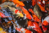 Fototapeta Do akwarium - Fancy Carps Fish or Koi Carp swim in underwater the garden or Movement of swimming colorful fancy carp fish
