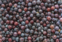 picked stemmed fresh concord grapes background