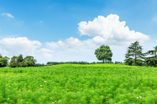 Green Meadow And Trees Landscape In The Nature Park,beautiful Summer Season
