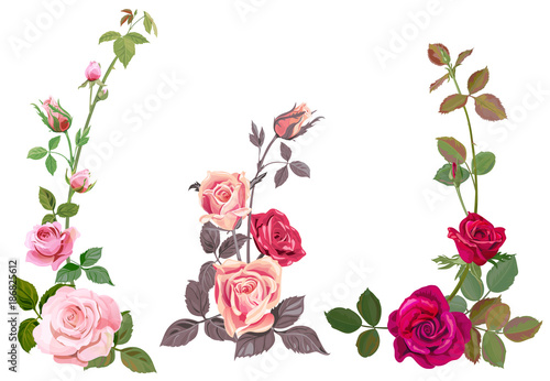 Collection of pink, red roses, horizontal border of vertical branches, bouque...