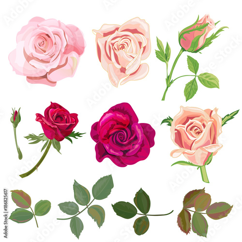 Set of roses, pink, red flowers and buds, green leaves on white background, d...