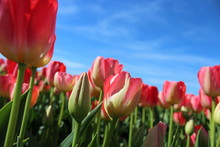 Pink Tulips Against Blue Sky