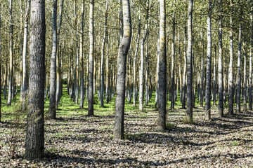 Wall Mural - Thorough forestry in France